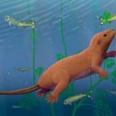 Dongoconodon platycauda