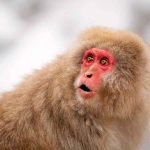 Нейробиологи рассказали, как макаки воспринимают окружающий мир