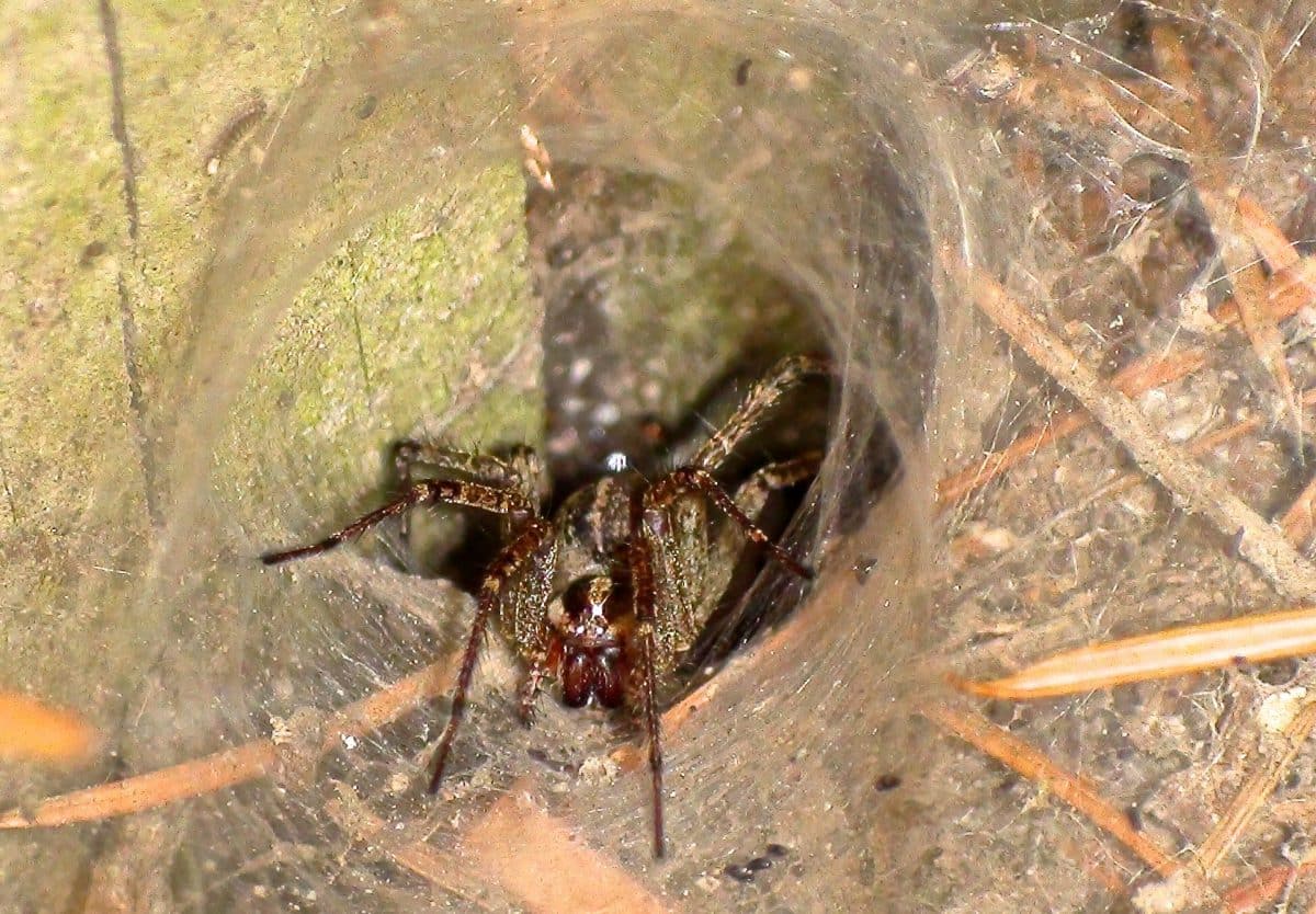 Tegenaria domestica / © Spblat, Wikipedia