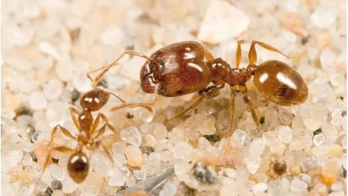 Муравьи рода Pheidole