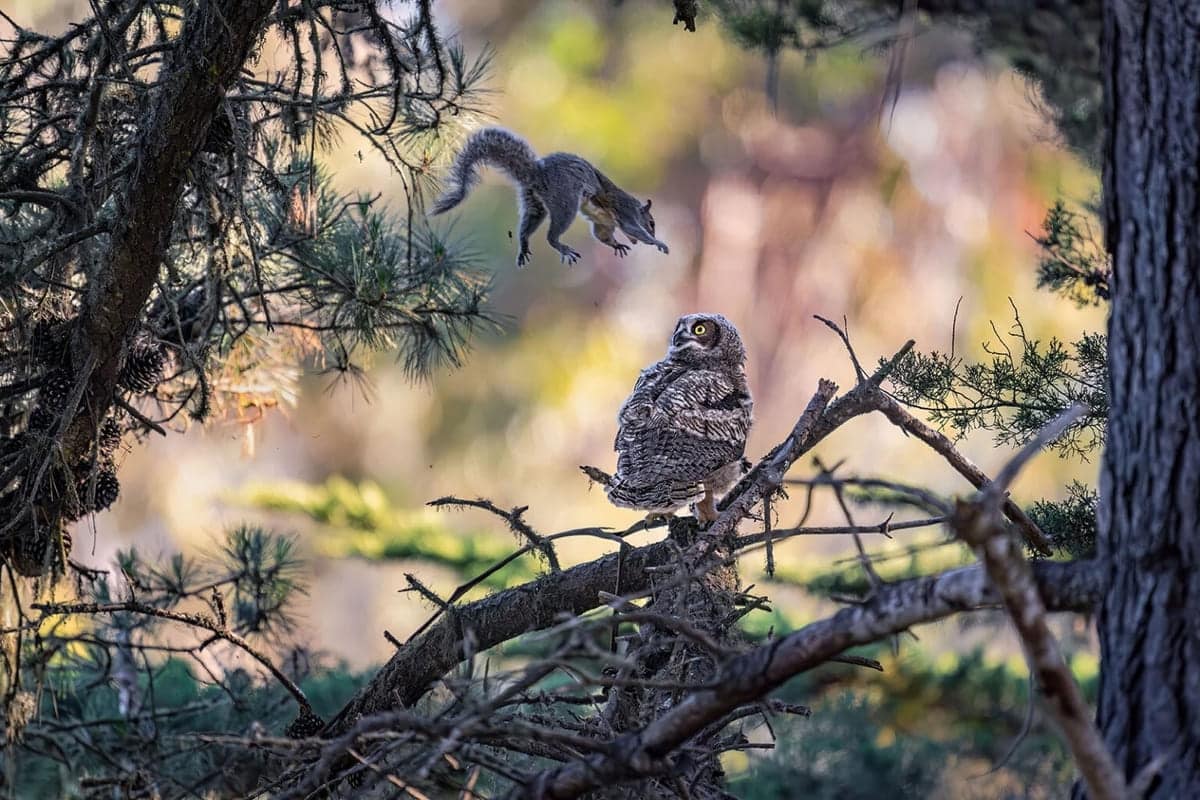 Белка совершает неожиданную атаку в Санта-Крусе / © Kevin Lohman / Nikon Comedy Wildlife Awards