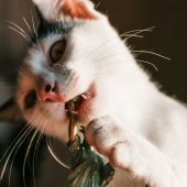 Кошка