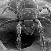 Клещ Leptotrombidium