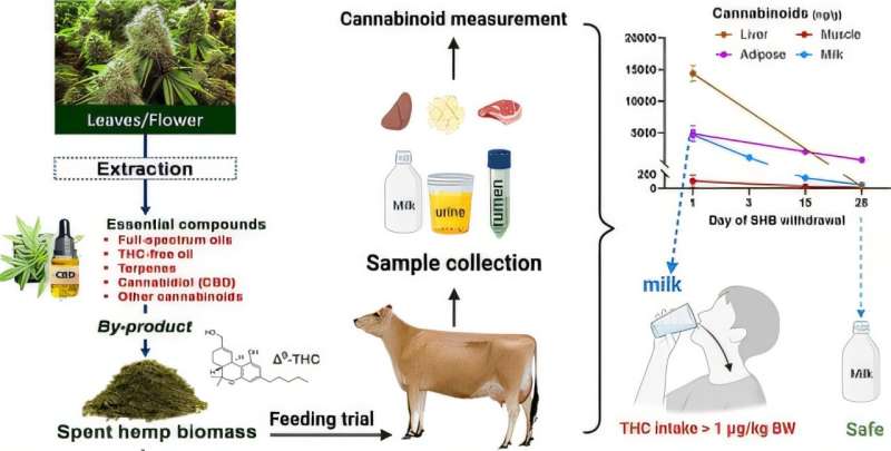 Схема исследования переноса каннабиноидов из корма в молоко и ткани / © Agung Irawan et al., Journal of Agricultural and Food Chemistry, 2025