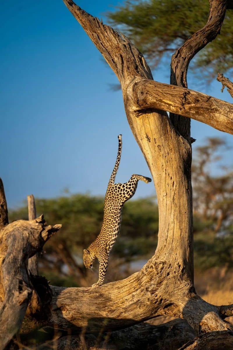 Леопард стоит на передних лапах в Кении / © Homagni Sahana / Nikon Comedy Wildlife Awards