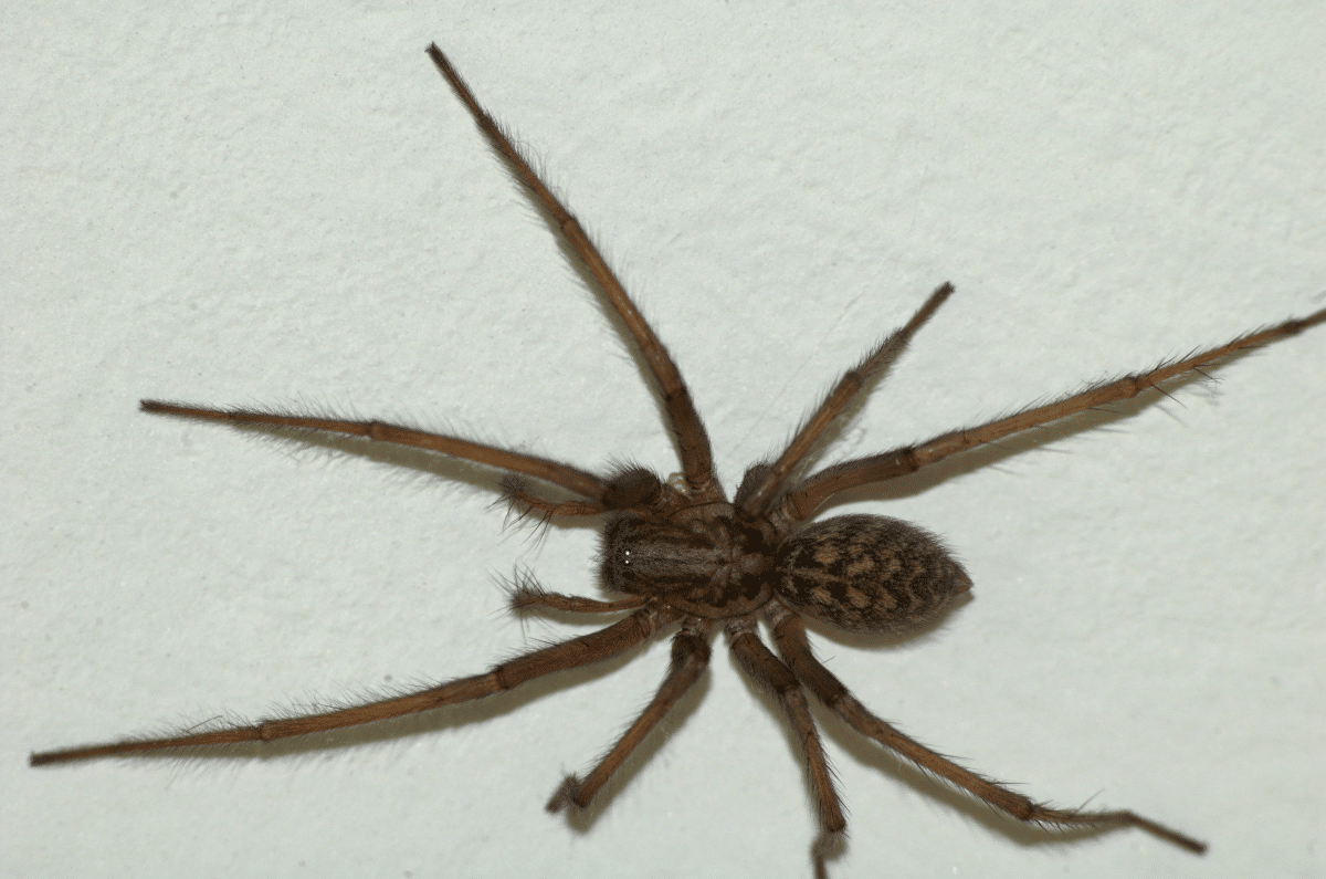 Домовый паук (Tegenaria domestica) / © Wikipedia, CC BY 3.0