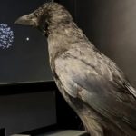 Скорость принятия решений у ворон оказалась вдвое выше, чем у приматов