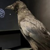 Одна из ворон выполняет задание