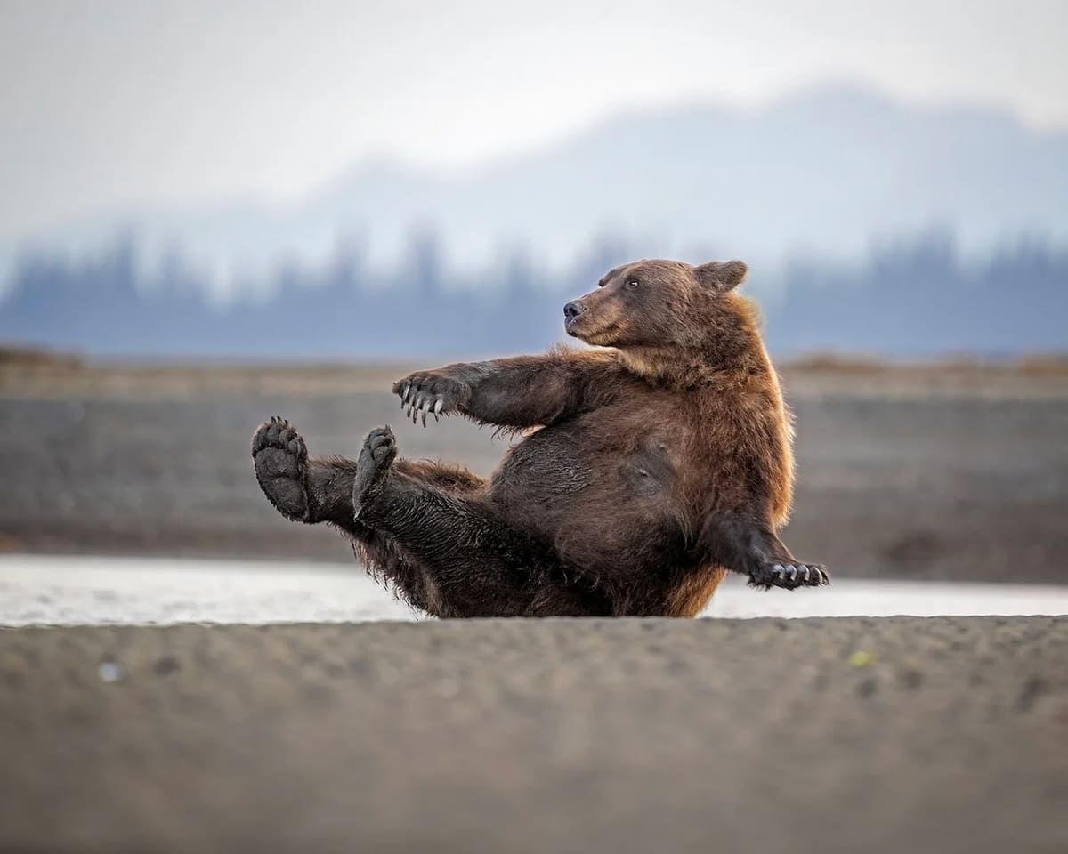 Тренировка бурого медведя на Аляске / © Scott Suriano / Nikon Comedy Wildlife Awards