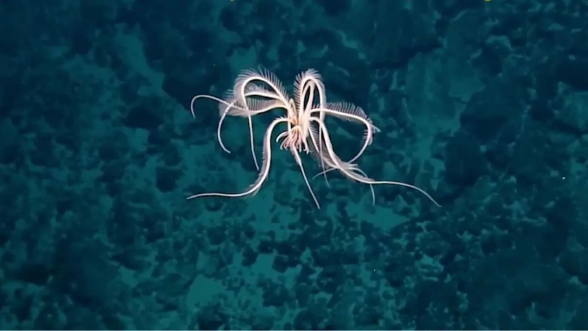 Морская лилия подсказала ученым конструкцию подводного робота с двумя приводами / © NCSU