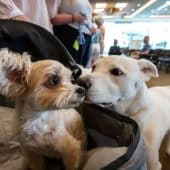 Собаки, участвовавшие в Dog Aging Project