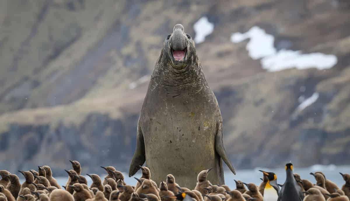 Морской слон нависает над королевскими пингвинами / © Marek Jackowski / Nikon Comedy Wildlife Awards
