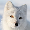 Arctic Fox